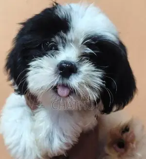 Shih Tzu Puppy