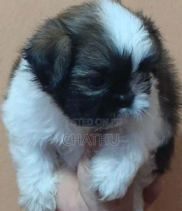 Shih Tzu Puppies