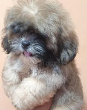 Shih Tzu Puppy