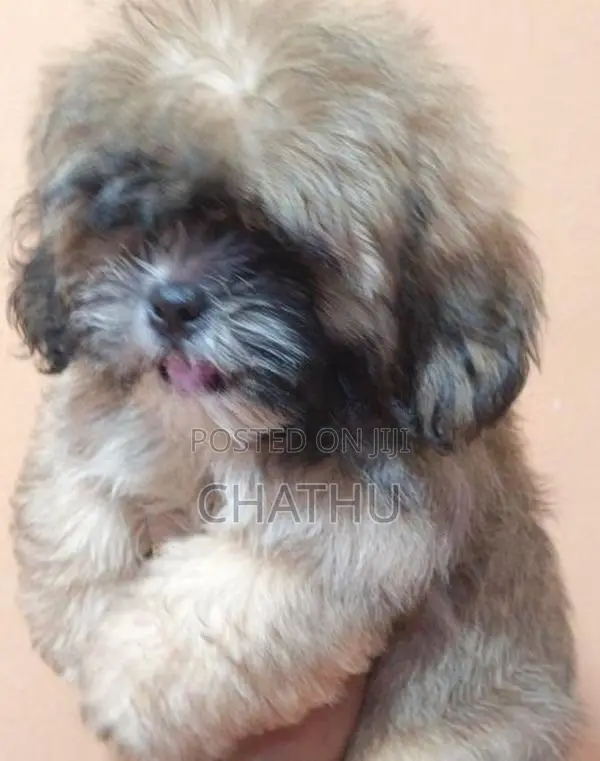 Shih Tzu Puppy