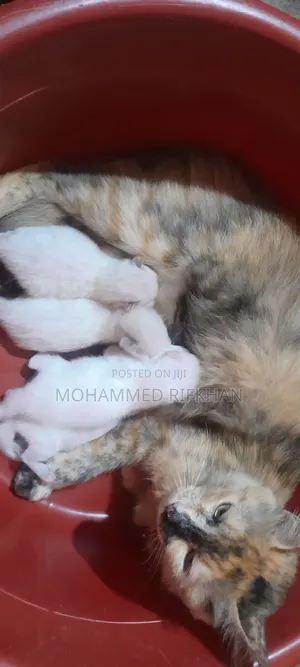 0-1 month Male Purebred Persian