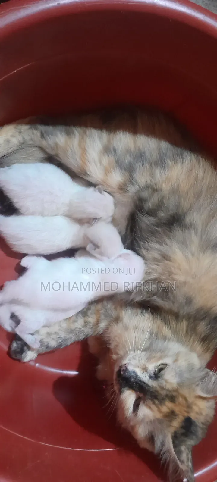 0-1 month Male Purebred Persian