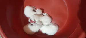 0-1 month Male Purebred Persian