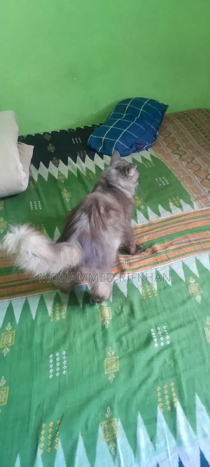 1-3 months Male Purebred Persian