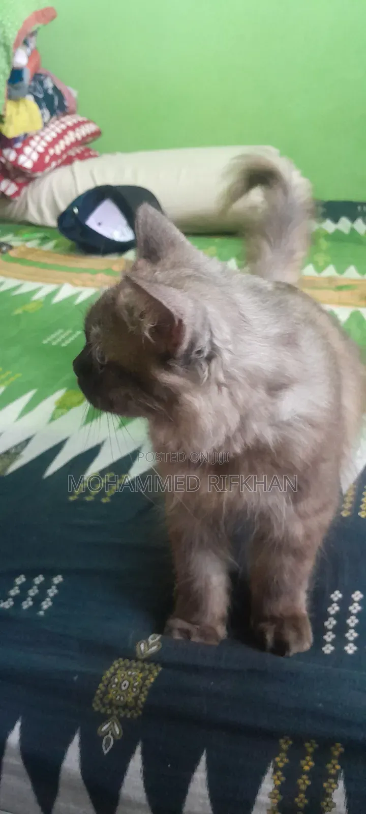 1-3 months Male Purebred Persian