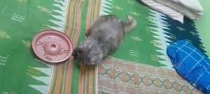 1-3 months Male Purebred Persian