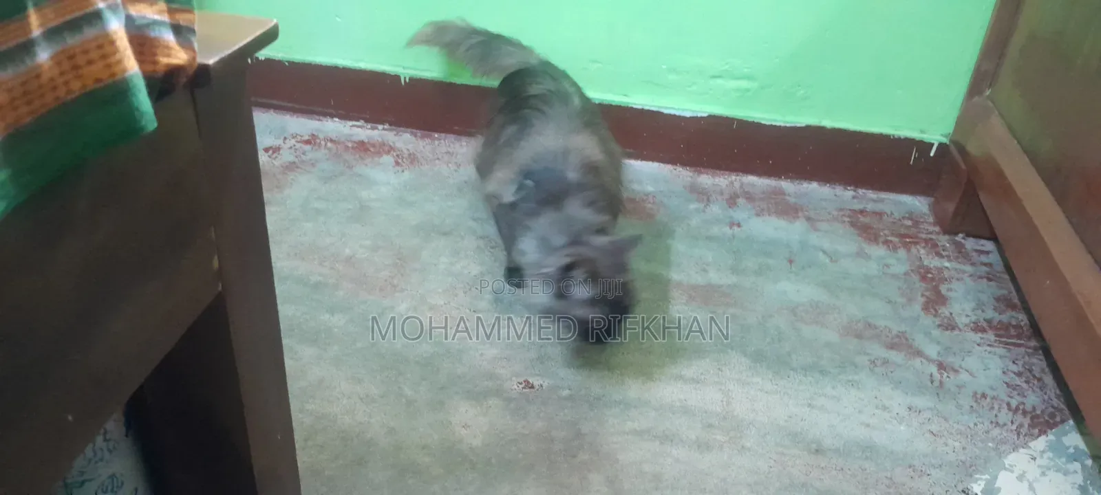 1-3 months Male Purebred Persian