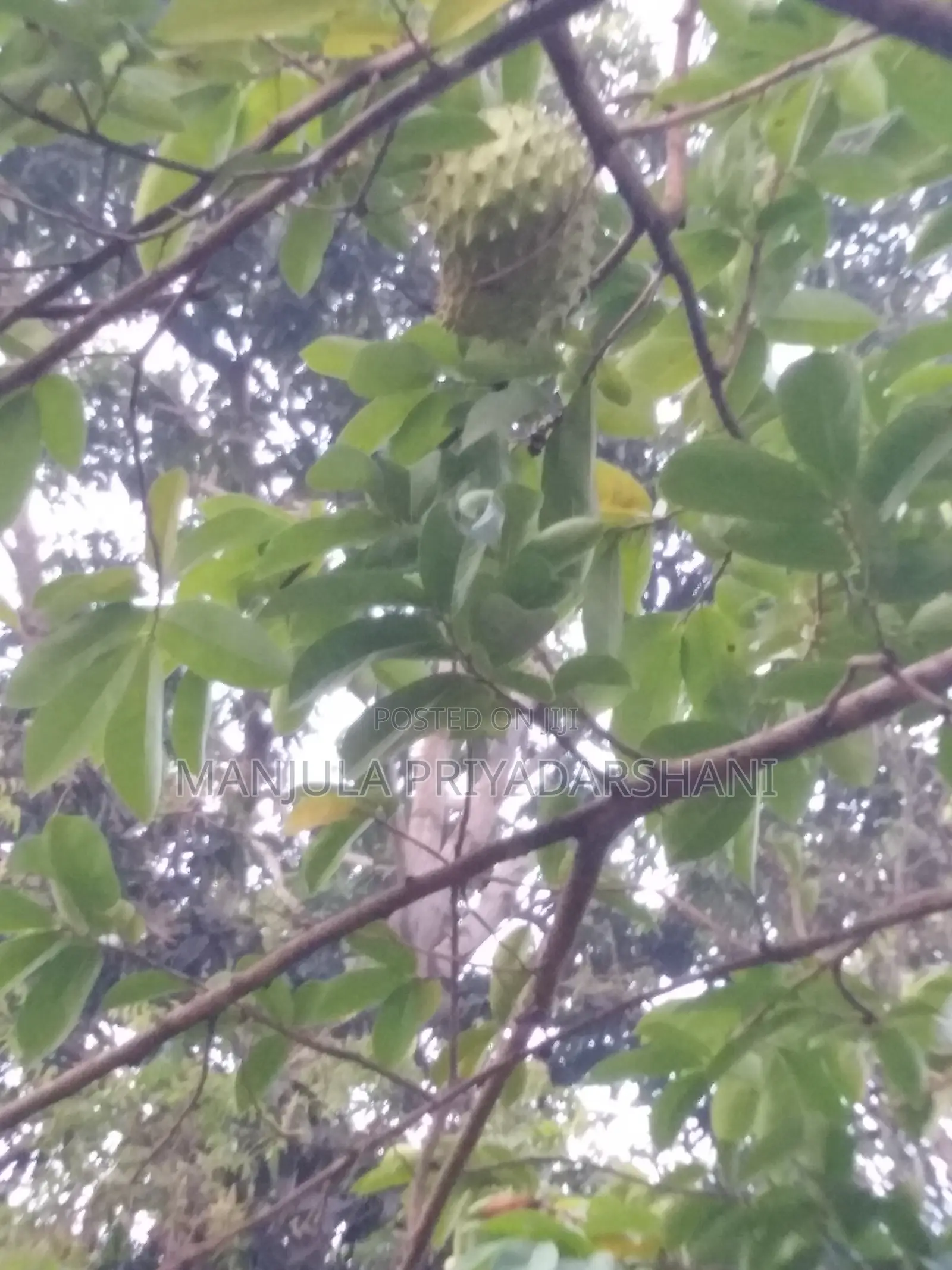 Land for Sale in Marawila