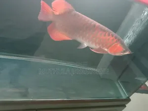 Premium Indonesian Chili Red Arowana (16-17 Inches) With Certificate