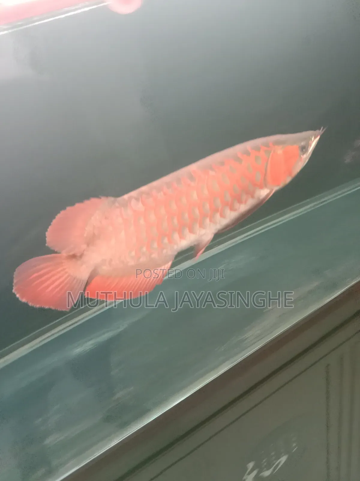 Premium Indonesian Chili Red Arowana (16-17 Inches) With Certificate