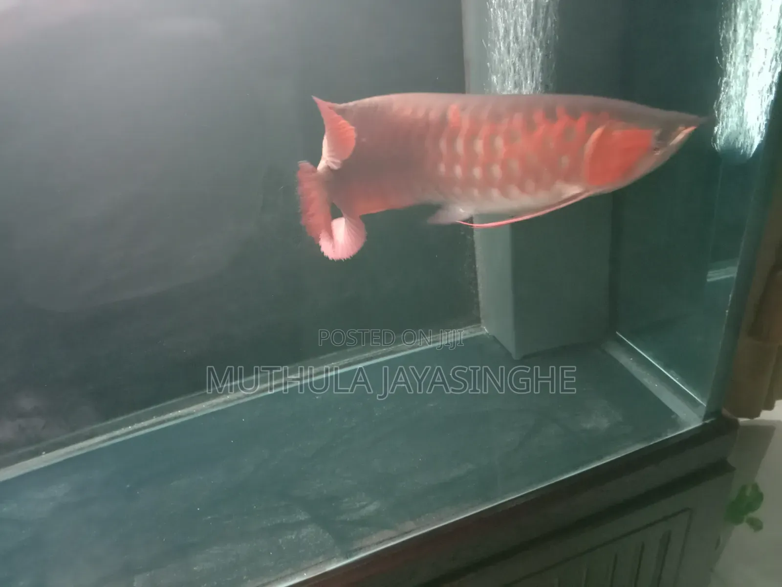 Premium Indonesian Chili Red Arowana (16-17 Inches) With Certificate
