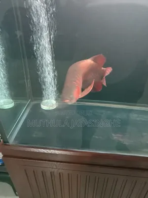 Premium Indonesian Chili Red Arowana (16-17 Inches) With Certificate