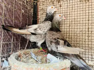 Keeran Breeding Pair