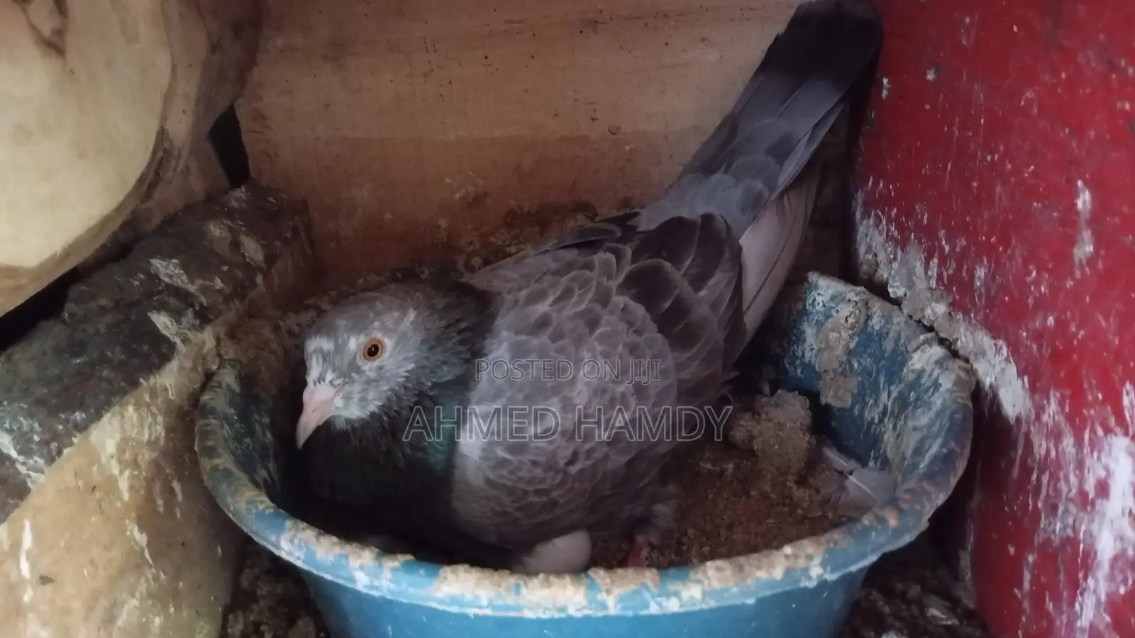 Keeran Breeding Pair
