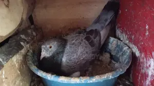Keeran Breeding Pair