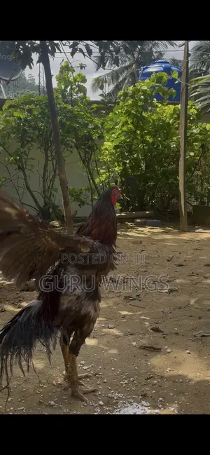 Indian Aseel Rooster