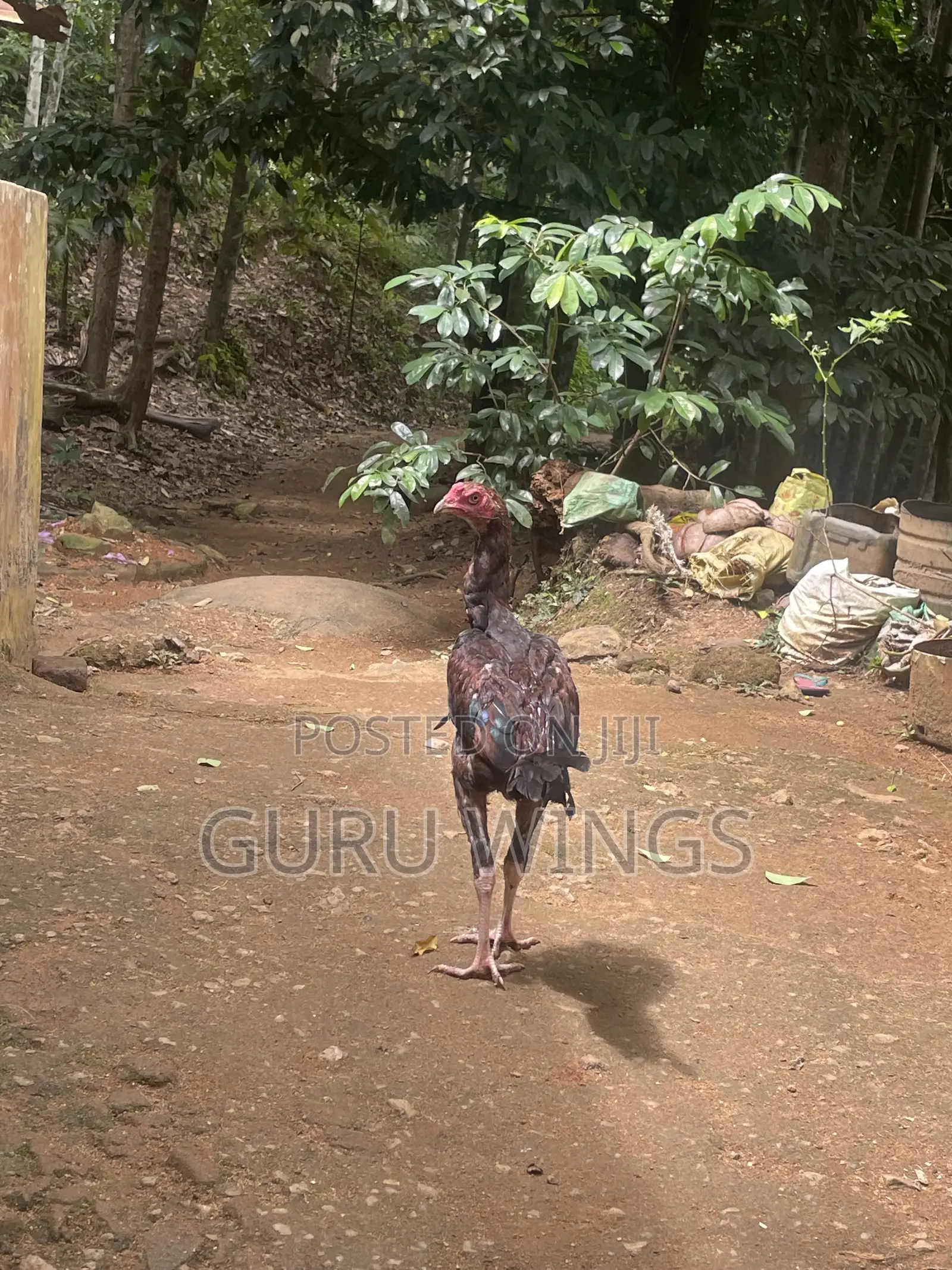 Rooster Indian