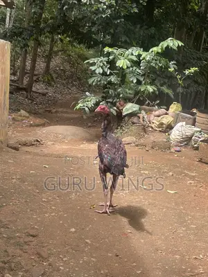 Rooster Indian