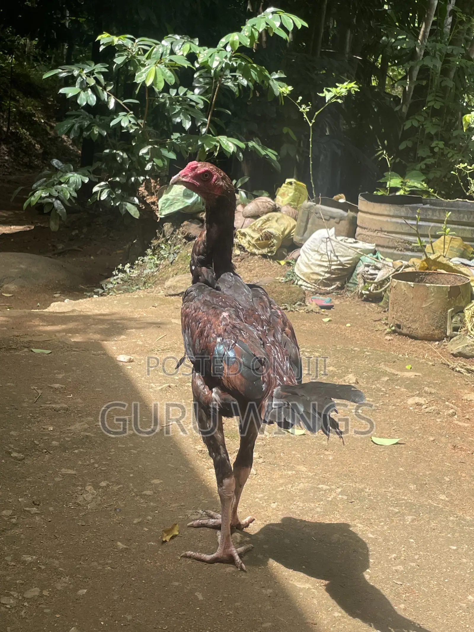 Rooster Indian