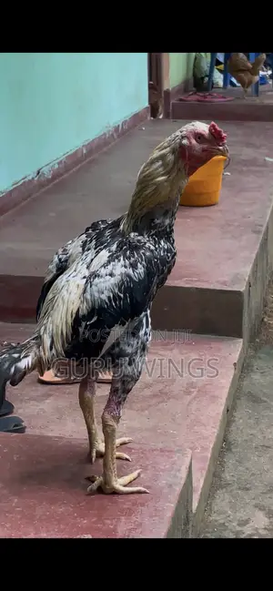 Rooster Jalaya