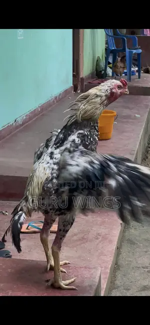 Rooster Jalaya
