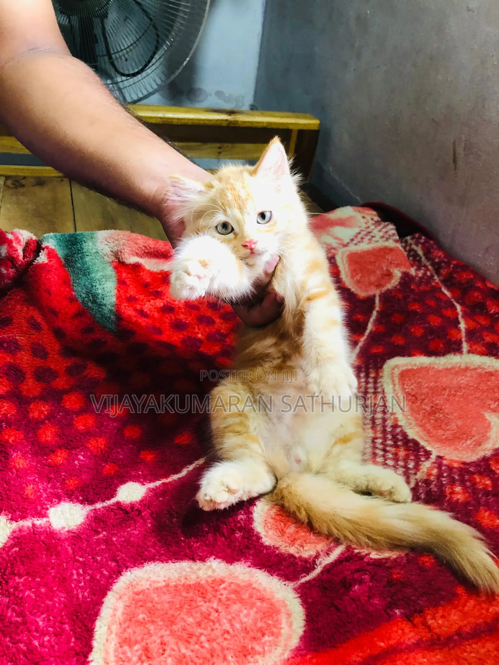 1-3 months Male Purebred Persian