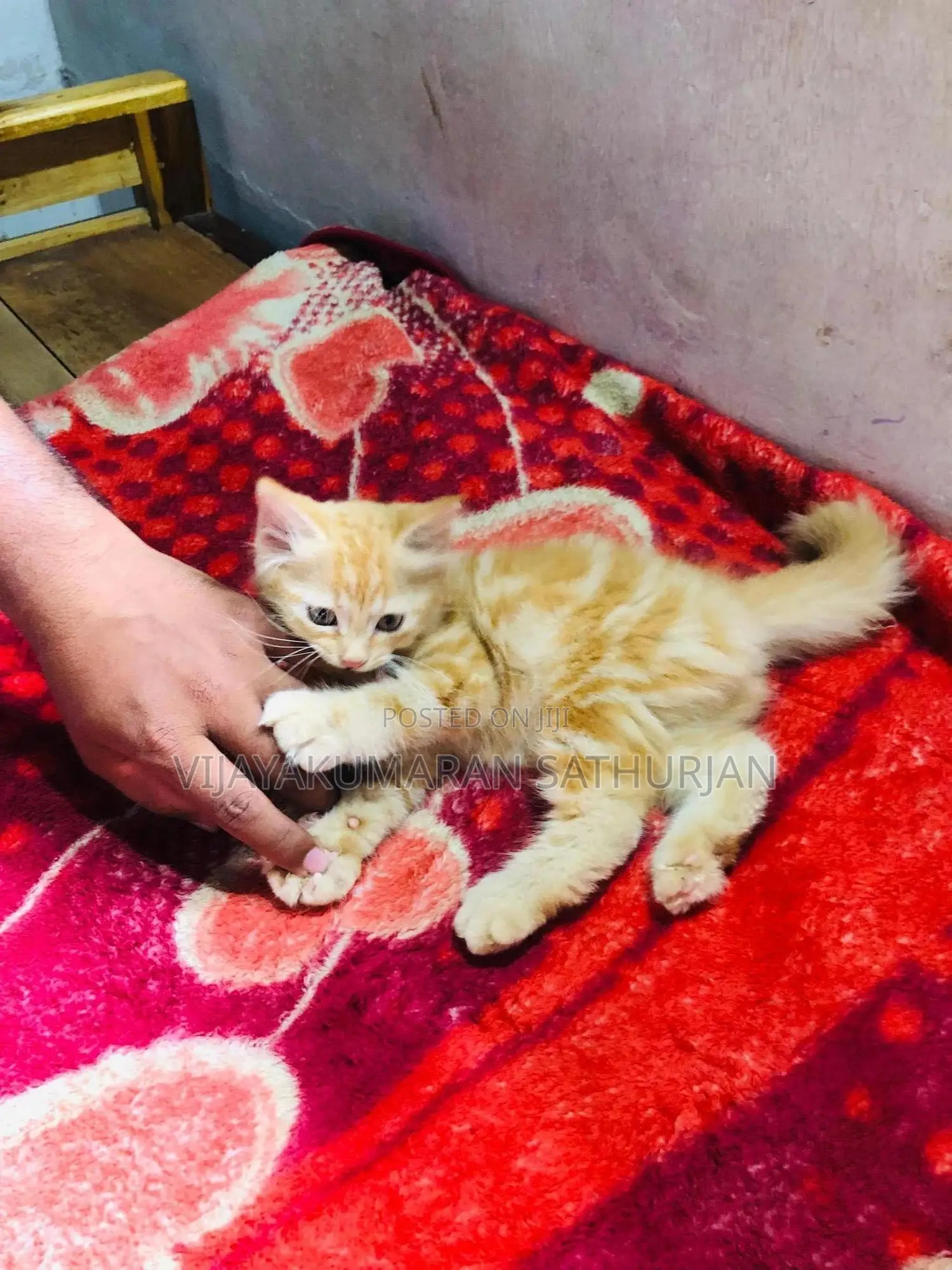 1-3 months Male Purebred Persian