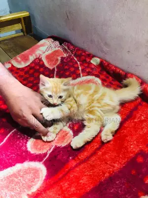 1-3 months Male Purebred Persian