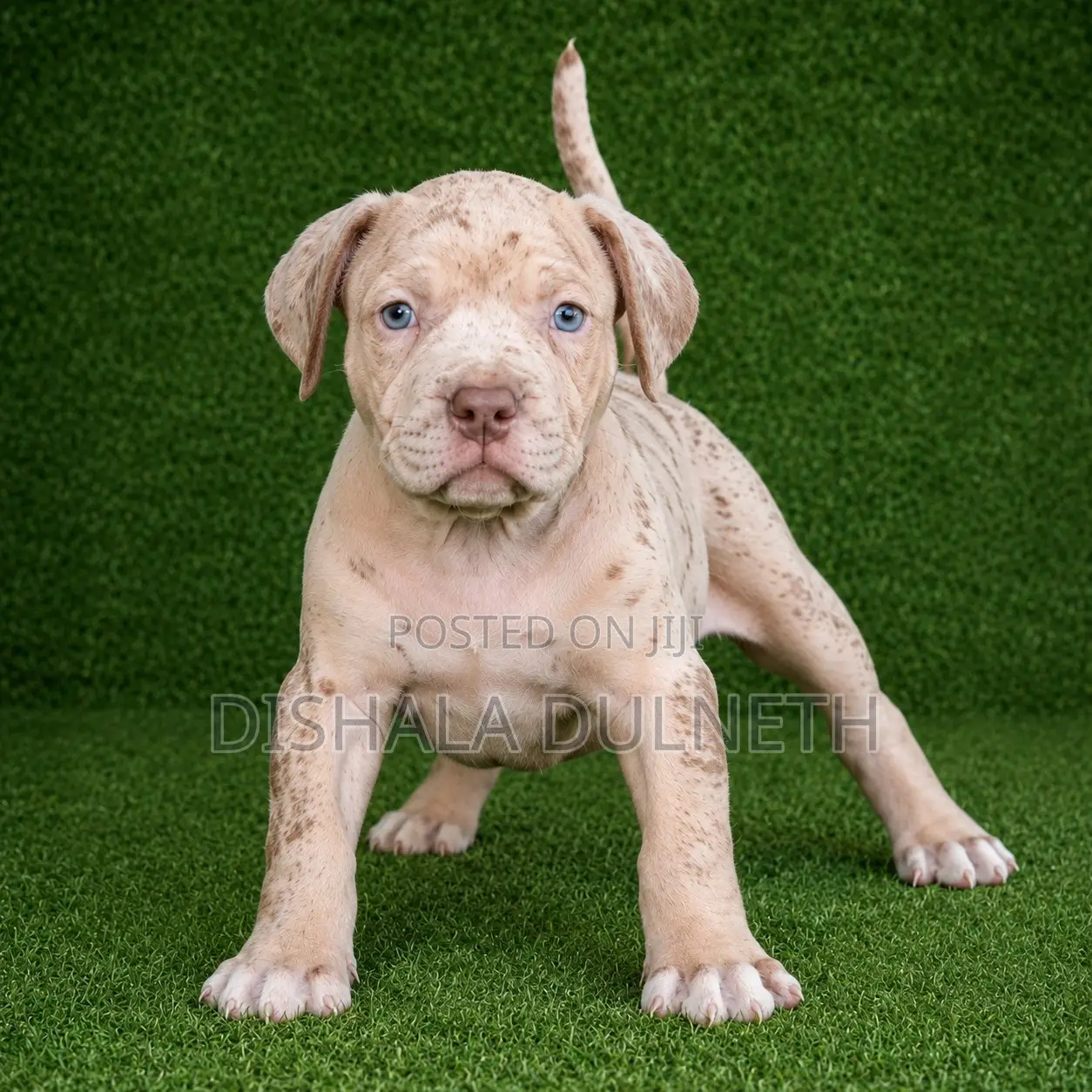 0-1 month Male Purebred American Bully