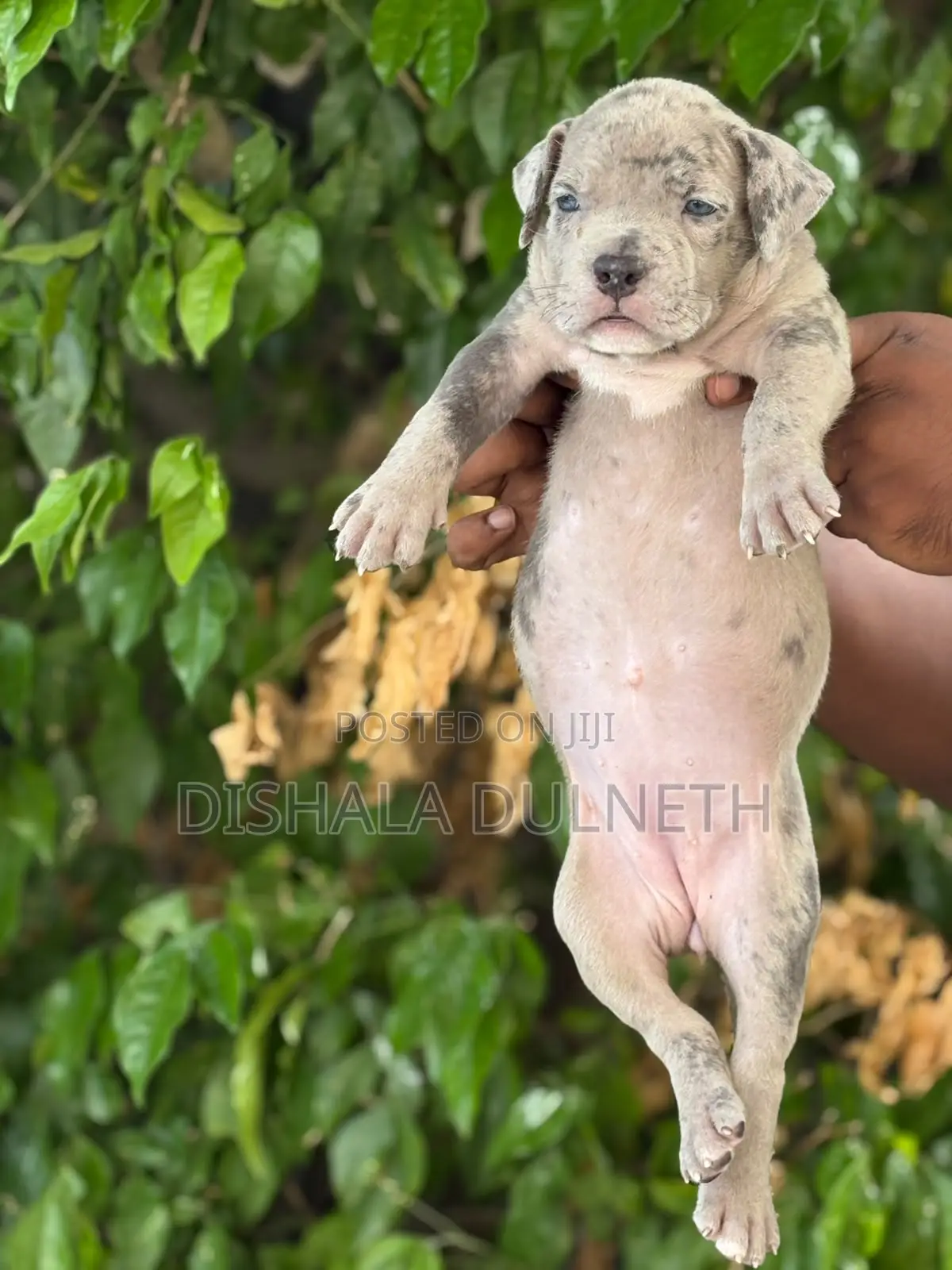 0-1 month Male Purebred American Bully