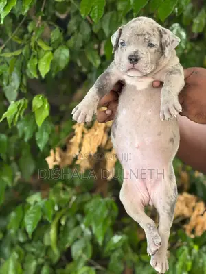 0-1 month Male Purebred American Bully
