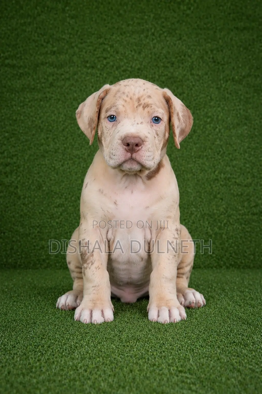 0-1 month Male Purebred American Bully