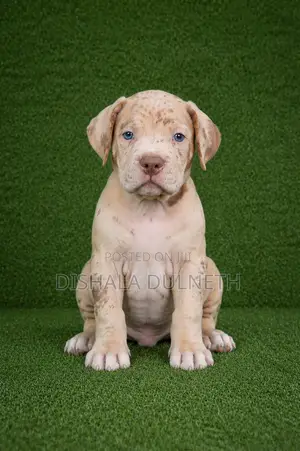 0-1 month Male Purebred American Bully