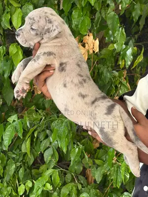 0-1 month Male Purebred American Bully