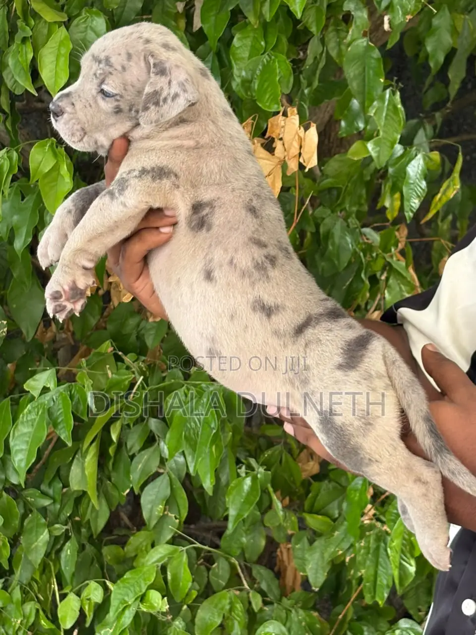 0-1 month Male Purebred American Bully