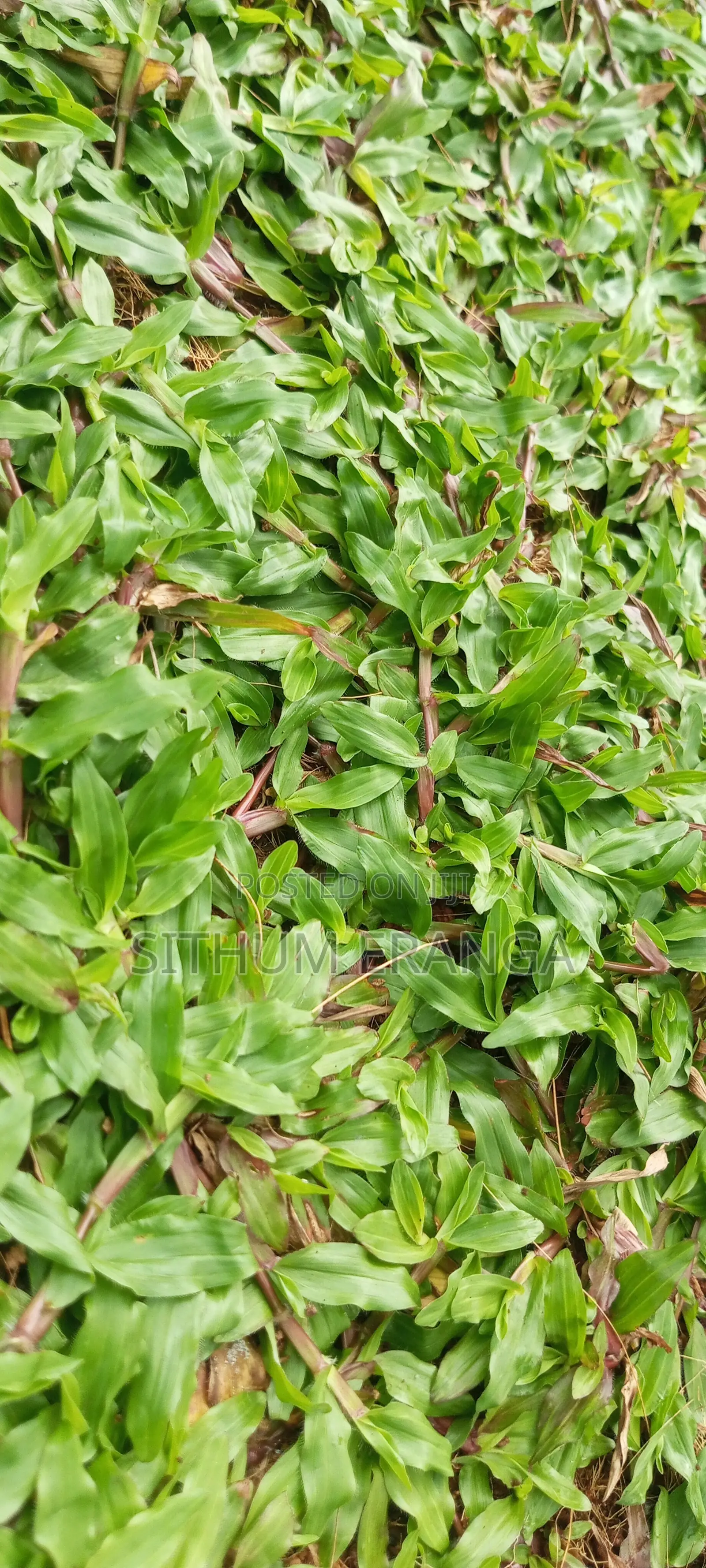 Malaysiyan Grass Sall