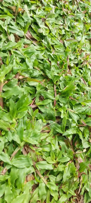 Malaysiyan Grass Sall