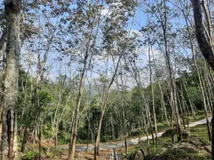Residential Land for Sale in Nelundeniya