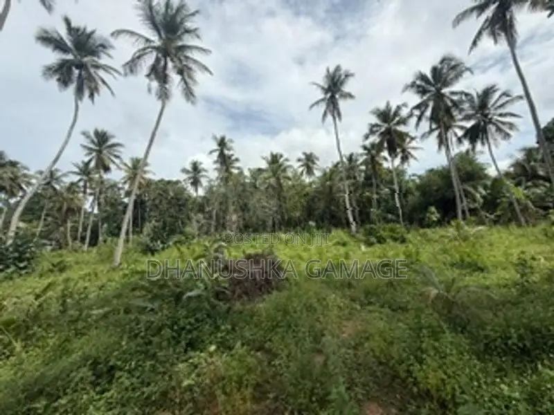 Coconut Land for Sale Hodiwewawatte
