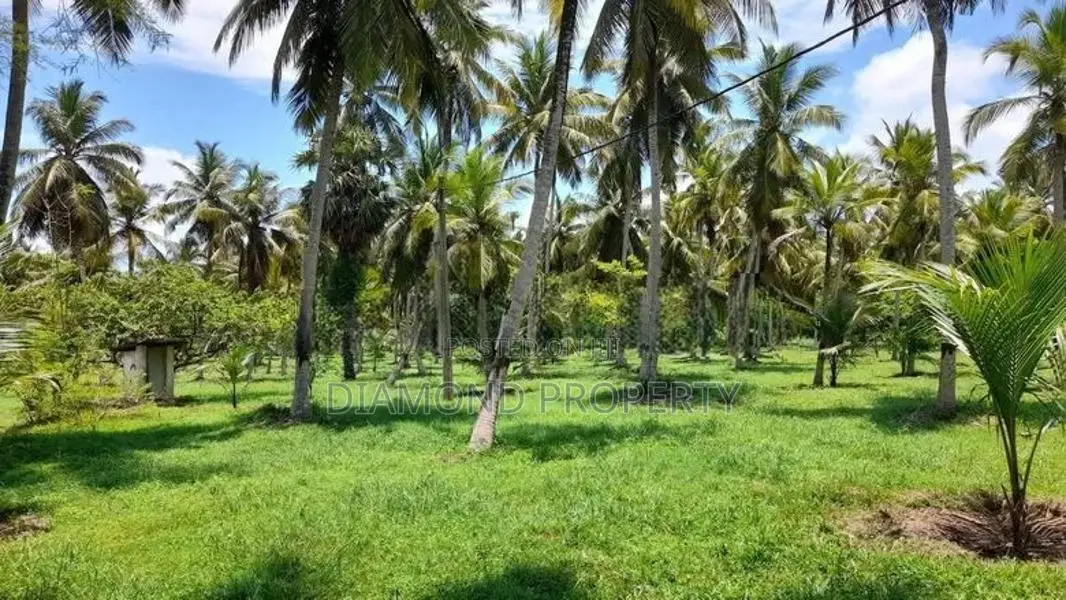 Well Maintained Coconut Land for Sale in Nattandiya.