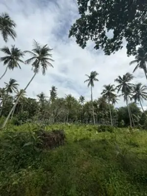 Coconut Land for Sale Hodiwewawatte