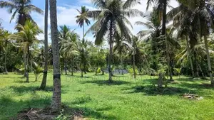Well Maintained Coconut Land for Sale in Nattandiya.