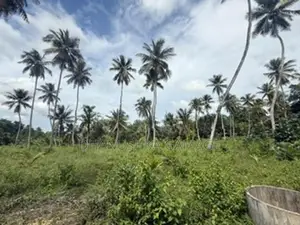 Coconut Land for Sale Hodiwewawatte
