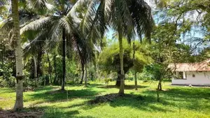 Well Maintained Coconut Land for Sale in Nattandiya.