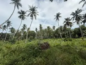 Coconut Land for Sale Hodiwewawatte