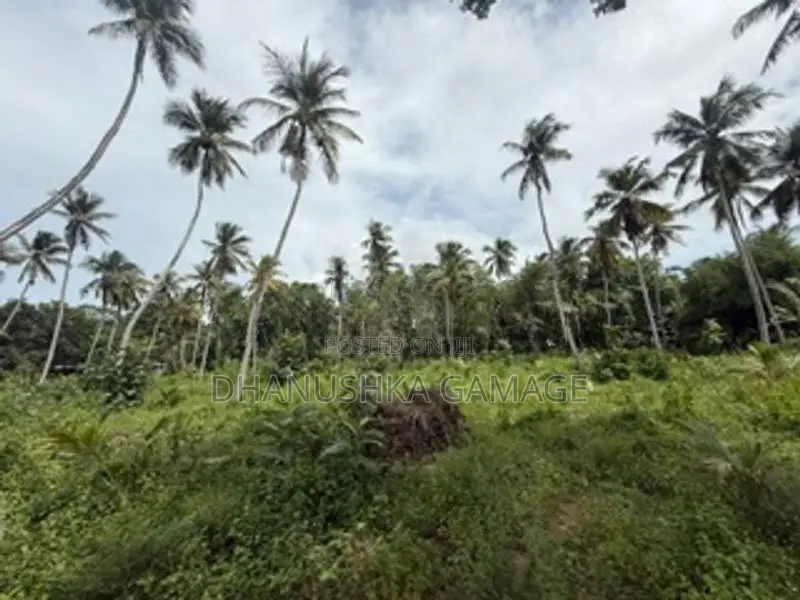 Coconut Land for Sale Hodiwewawatte