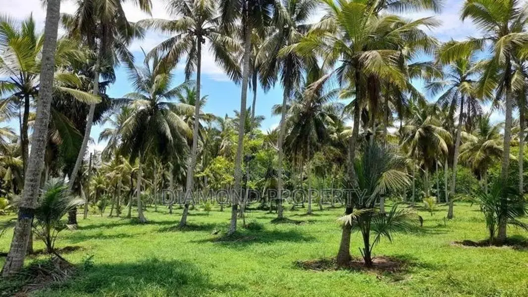 Well Maintained Coconut Land for Sale in Nattandiya.