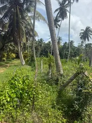 Coconut Land for Sale Hodiwewawatte