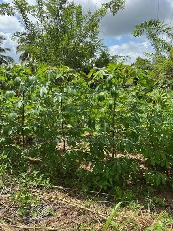 30.5 Perch Land for Sale – Veyangoda