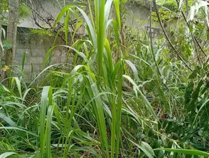 66 Perches Land for Sale in Narammala
